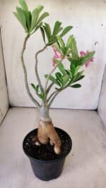 Planta Simples 2774 – 35cm – 03 anos - Imagem 9