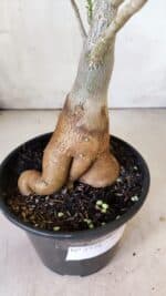 Planta Simples 2774 – 35cm – 03 anos - Imagem 7