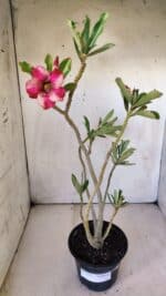 Planta Simples 2775 – 35cm – 03 anos - Imagem 2