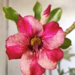 Planta Simples 2775 – 35cm – 03 anos