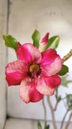 Planta Simples 2775 – 35cm – 03 anos