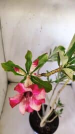 Planta Simples 2775 – 35cm – 03 anos - Imagem 4