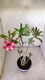 Planta Simples 2775 – 35cm – 03 anos - Imagem 9