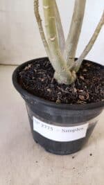 Planta Simples 2775 – 35cm – 03 anos - Imagem 8