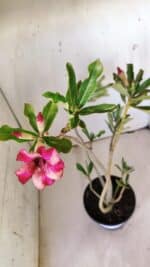 Planta Simples 2775 – 35cm – 03 anos - Imagem 5