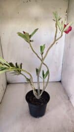 Planta Simples 2775 – 35cm – 03 anos - Imagem 7