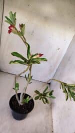 Planta Simples 2775 – 35cm – 03 anos - Imagem 6