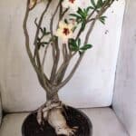 Planta Simples 2776 – 45cm – 04 anos