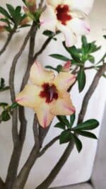 Planta Simples 2776 – 45cm – 04 anos - Imagem 3