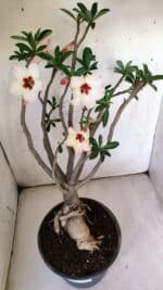 Planta Simples 2776 – 45cm – 04 anos - Imagem 4