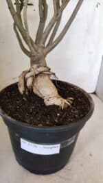 Planta Simples 2776 – 45cm – 04 anos - Imagem 8