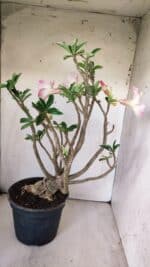 Planta Simples 2776 – 45cm – 04 anos - Imagem 6