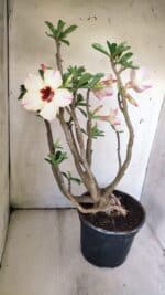 Planta Simples 2776 – 45cm – 04 anos - Imagem 5