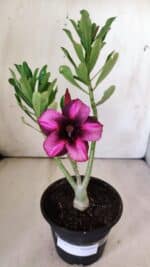 Planta Simples 2777 – 30cm – 02 anos - Imagem 2