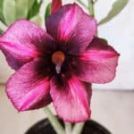 Planta Simples 2777 – 30cm – 02 anos