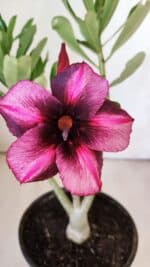 Planta Simples 2777 – 30cm – 02 anos