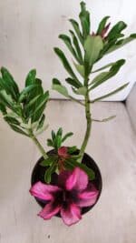 Planta Simples 2777 – 30cm – 02 anos - Imagem 7