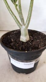 Planta Simples 2777 – 30cm – 02 anos - Imagem 5