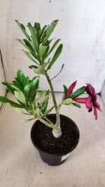 Planta Simples 2777 – 30cm – 02 anos - Imagem 4