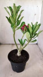 Planta Simples 2777 – 30cm – 02 anos - Imagem 6