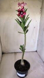 Planta Simples 2778 – 30cm – 02 anos - Imagem 2