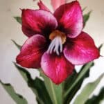 Planta Simples 2778 – 30cm – 02 anos