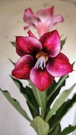 Planta Simples 2778 – 30cm – 02 anos