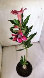 Planta Simples 2778 – 30cm – 02 anos - Imagem 4