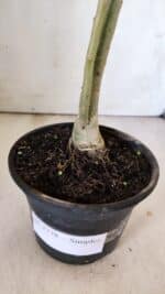 Planta Simples 2778 – 30cm – 02 anos - Imagem 6