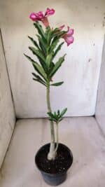 Planta Simples 2778 – 30cm – 02 anos - Imagem 5