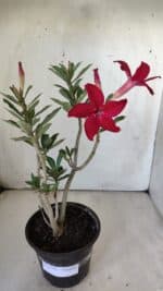 Planta Simples 2779 – 30cm – 02 anos - Imagem 2