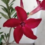 Planta Simples 2779 – 30cm – 02 anos