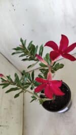 Planta Simples 2779 – 30cm – 02 anos - Imagem 5