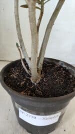 Planta Simples 2779 – 30cm – 02 anos - Imagem 7