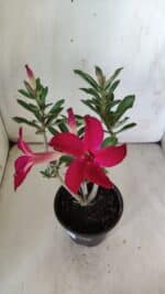 Planta Simples 2779 – 30cm – 02 anos - Imagem 4