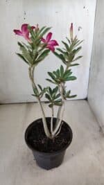 Planta Simples 2779 – 30cm – 02 anos - Imagem 6