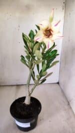 Planta Simples 2781 – 30cm – 02 anos - Imagem 2