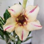 Planta Simples 2781 – 30cm – 02 anos