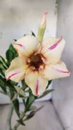 Planta Simples 2781 – 30cm – 02 anos