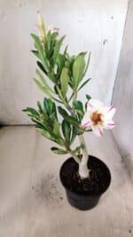 Planta Simples 2781 – 30cm – 02 anos - Imagem 5