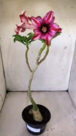 Planta Simples 2782 – 35cm – 03 anos - Imagem 2