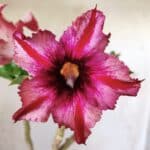 Planta Simples 2782 – 35cm – 03 anos