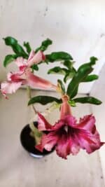 Planta Simples 2782 – 35cm – 03 anos - Imagem 4