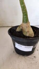 Planta Simples 2782 – 35cm – 03 anos - Imagem 6