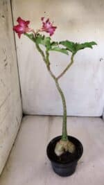 Planta Simples 2782 – 35cm – 03 anos - Imagem 5