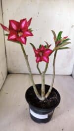 Planta Simples 2783 – 30cm – 02 anos - Imagem 2