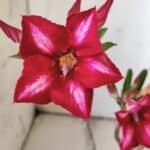 Planta Simples 2783 – 30cm – 02 anos