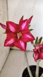 Planta Simples 2783 – 30cm – 02 anos