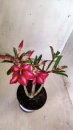 Planta Simples 2783 – 30cm – 02 anos - Imagem 4