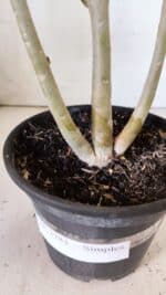 Planta Simples 2783 – 30cm – 02 anos - Imagem 6